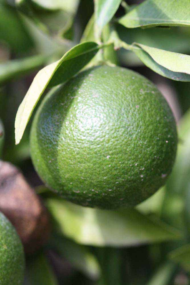            Immature fruit (Riverside, CA)   